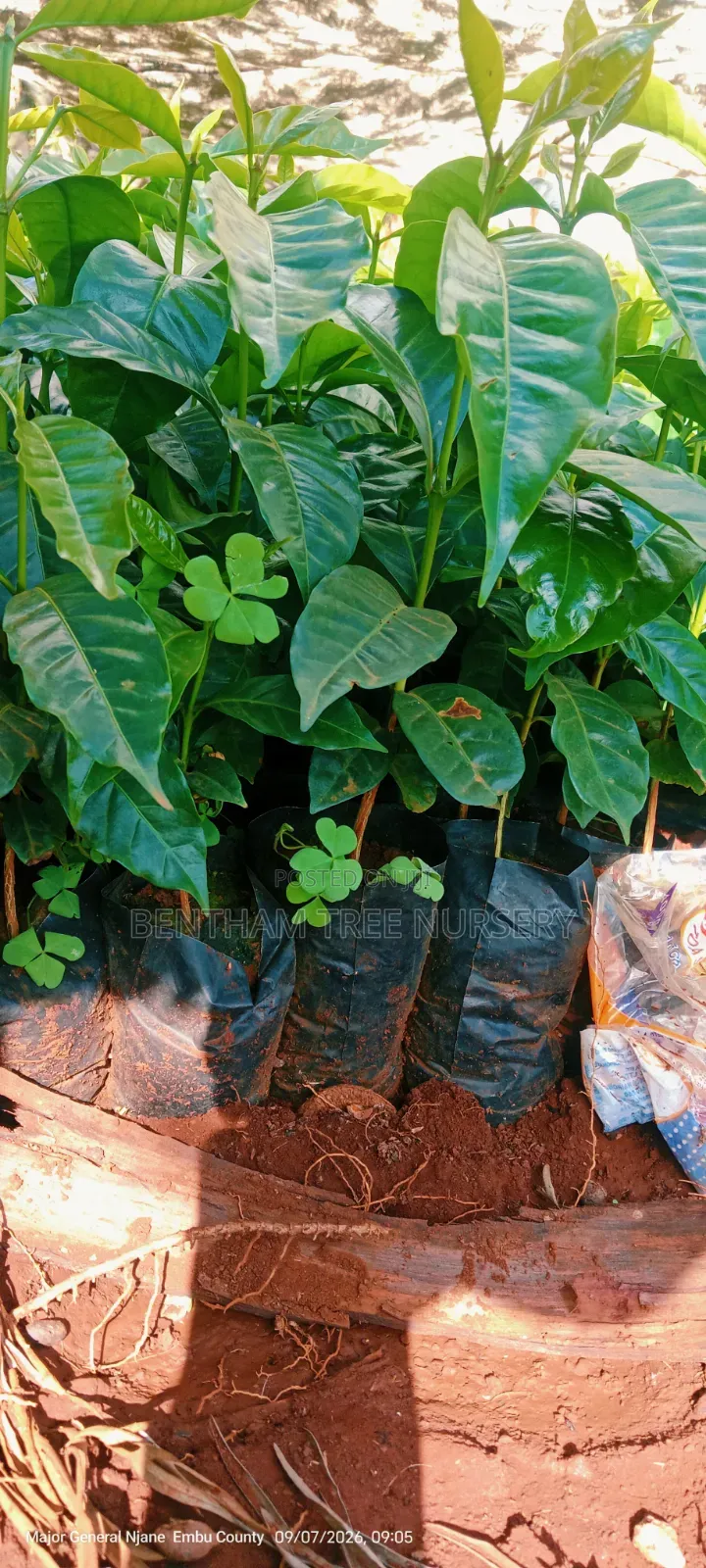 Batian and SL Coffee Seedlings