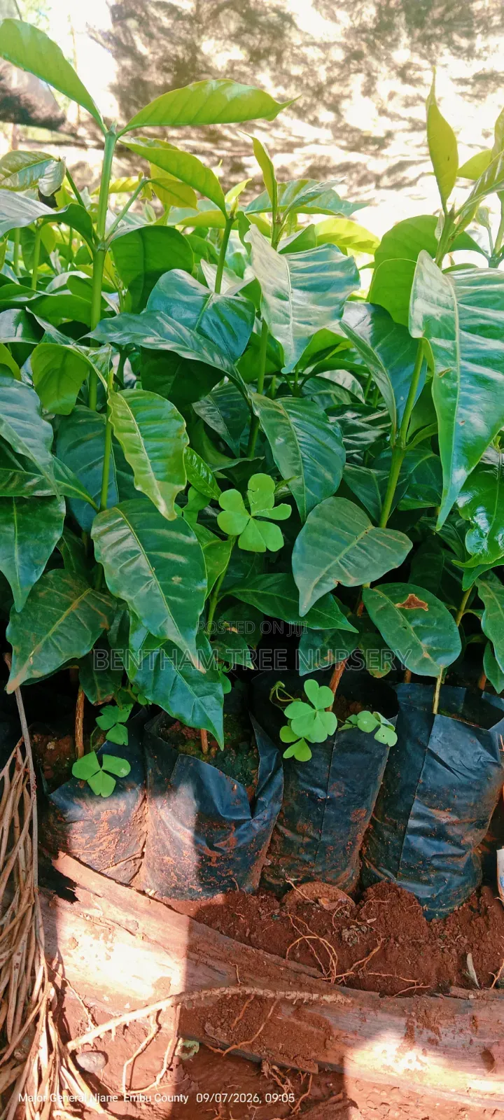 Batian and SL Coffee Seedlings