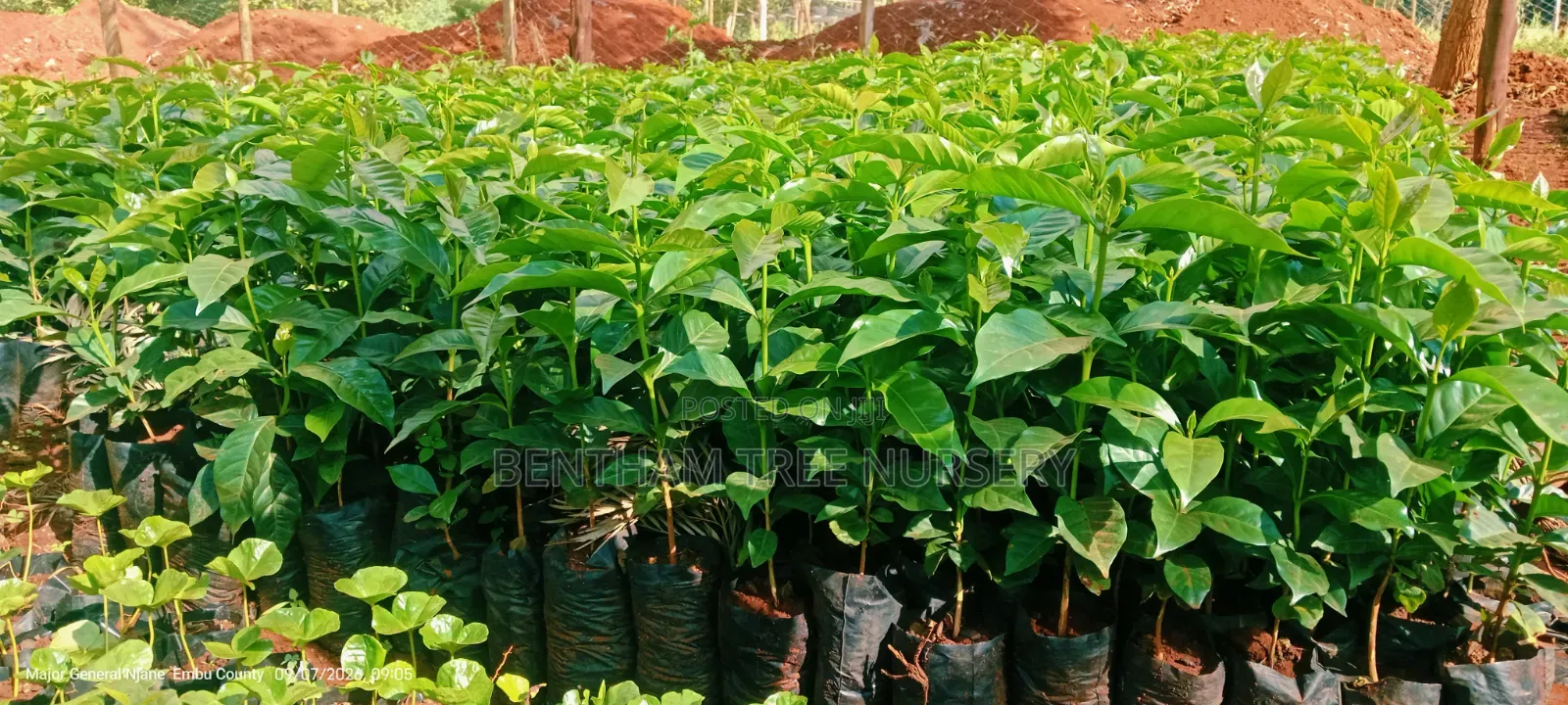 Batian and SL Coffee Seedlings