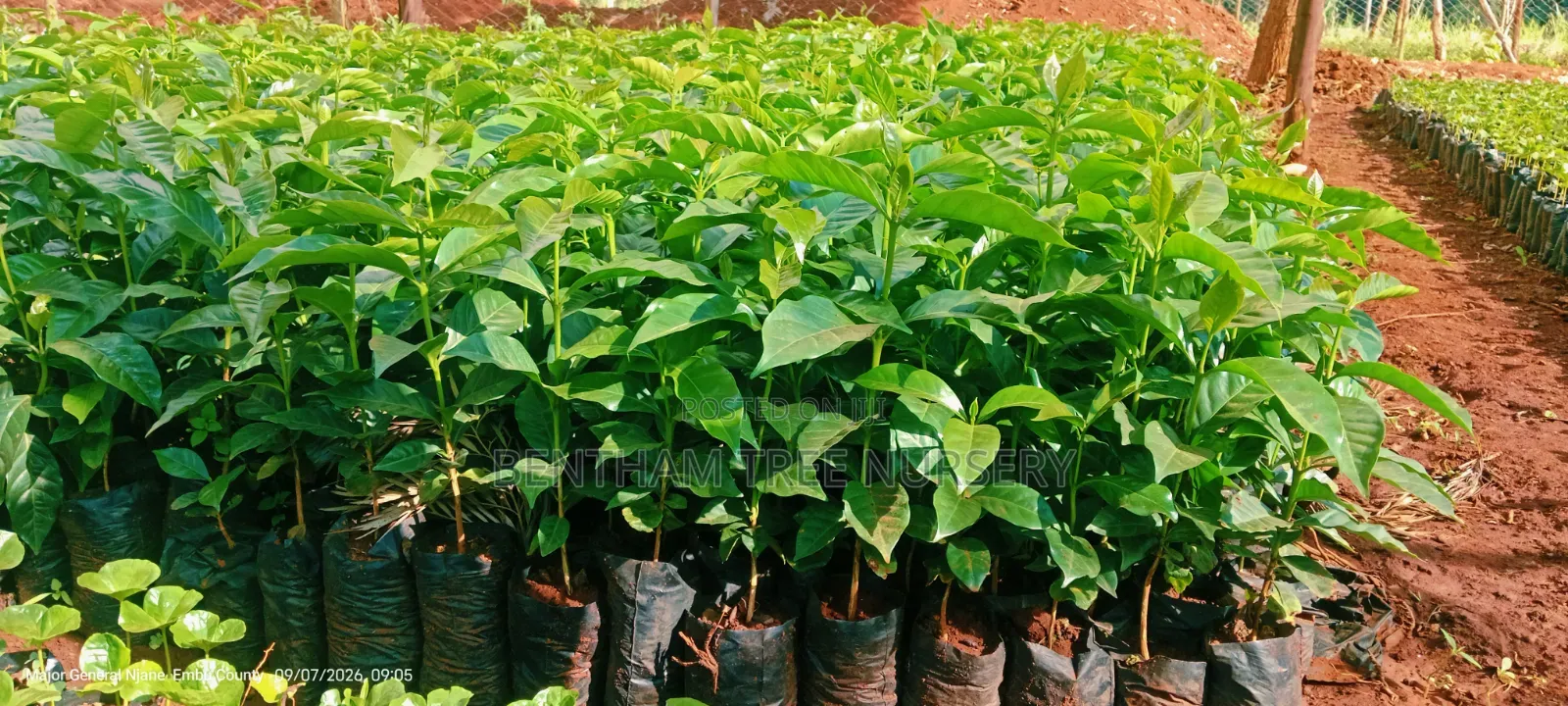 Batian and SL Coffee Seedlings