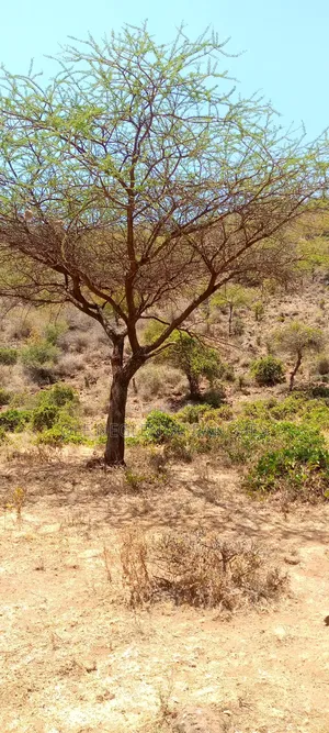 15 Acres Next to a Bore Hole for Sale