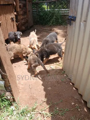 1-3 months Female Mixed Breed German Shepherd
