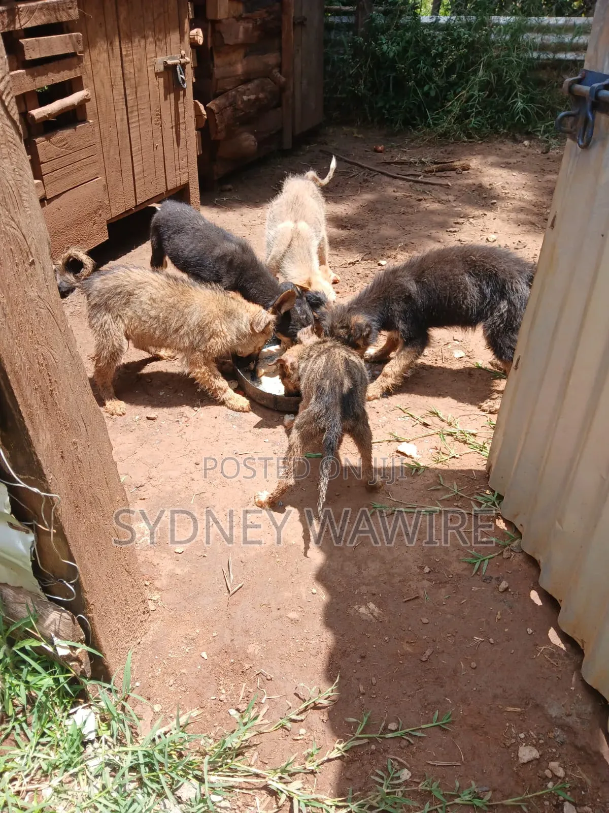 1-3 months Female Mixed Breed German Shepherd