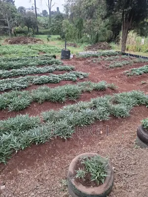 Constructiom