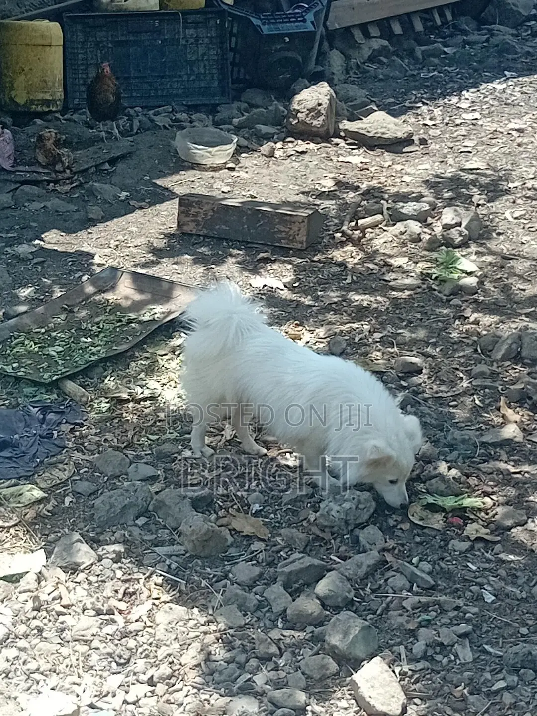 6-12 months Male Mixed Breed Chihuahua