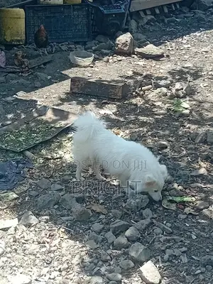 6-12 months Male Mixed Breed Chihuahua