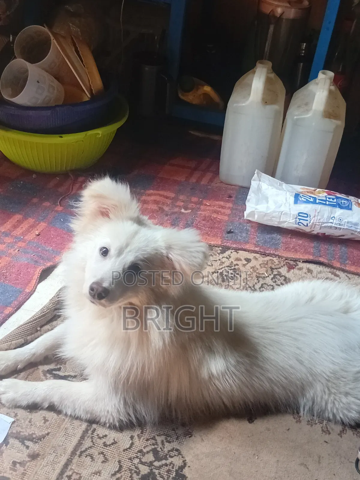 6-12 months Male Mixed Breed Chihuahua
