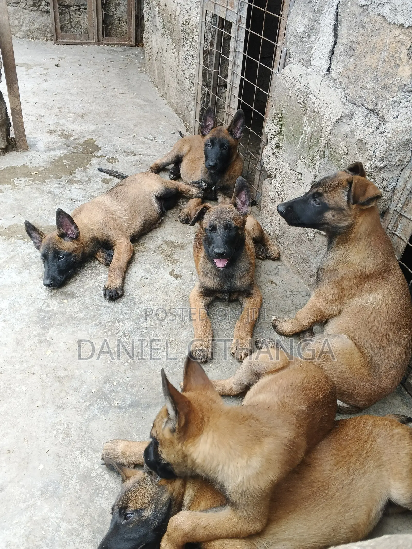 1-3 months Male Purebred Belgian Malinois