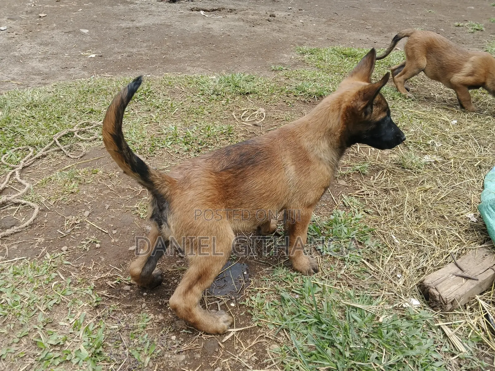 1-3 months Male Purebred Belgian Malinois