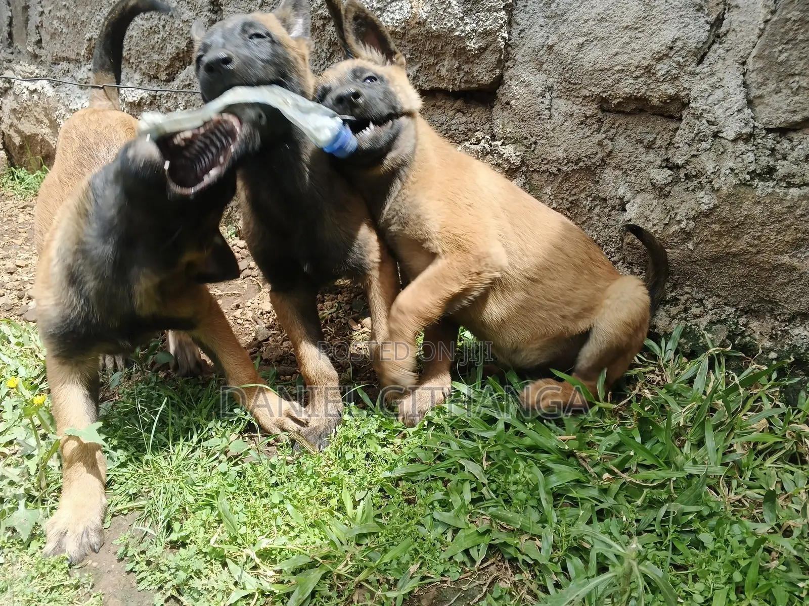 1-3 months Male Purebred Belgian Malinois