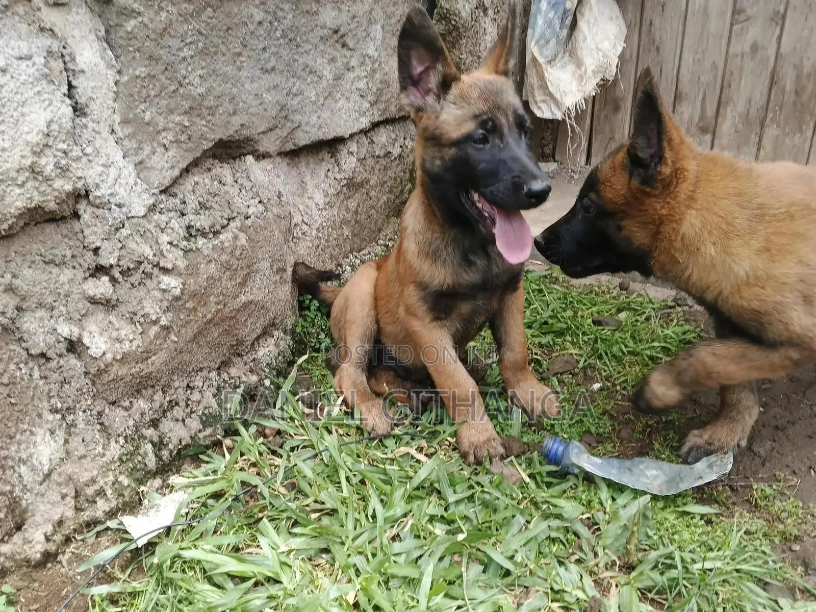 1-3 months Male Purebred Belgian Malinois