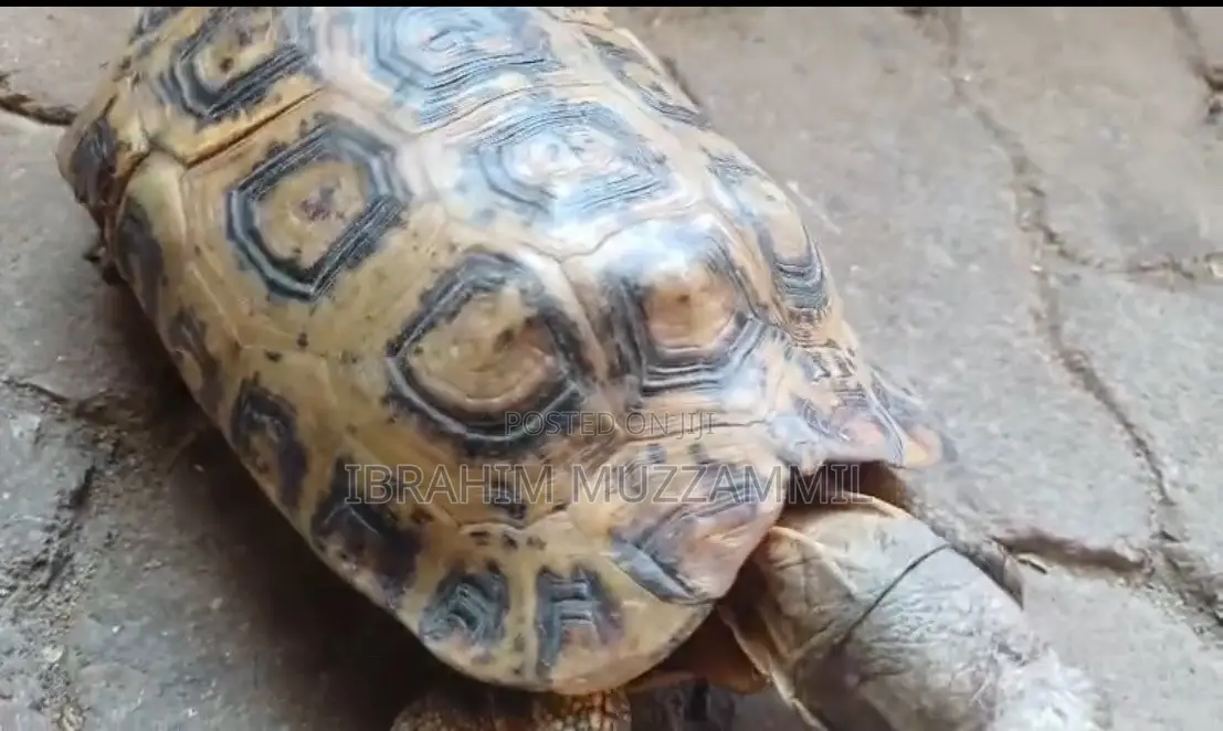 Leopard Tort