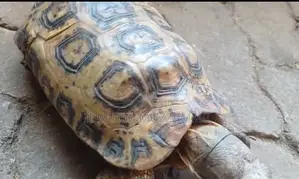 Leopard Tort
