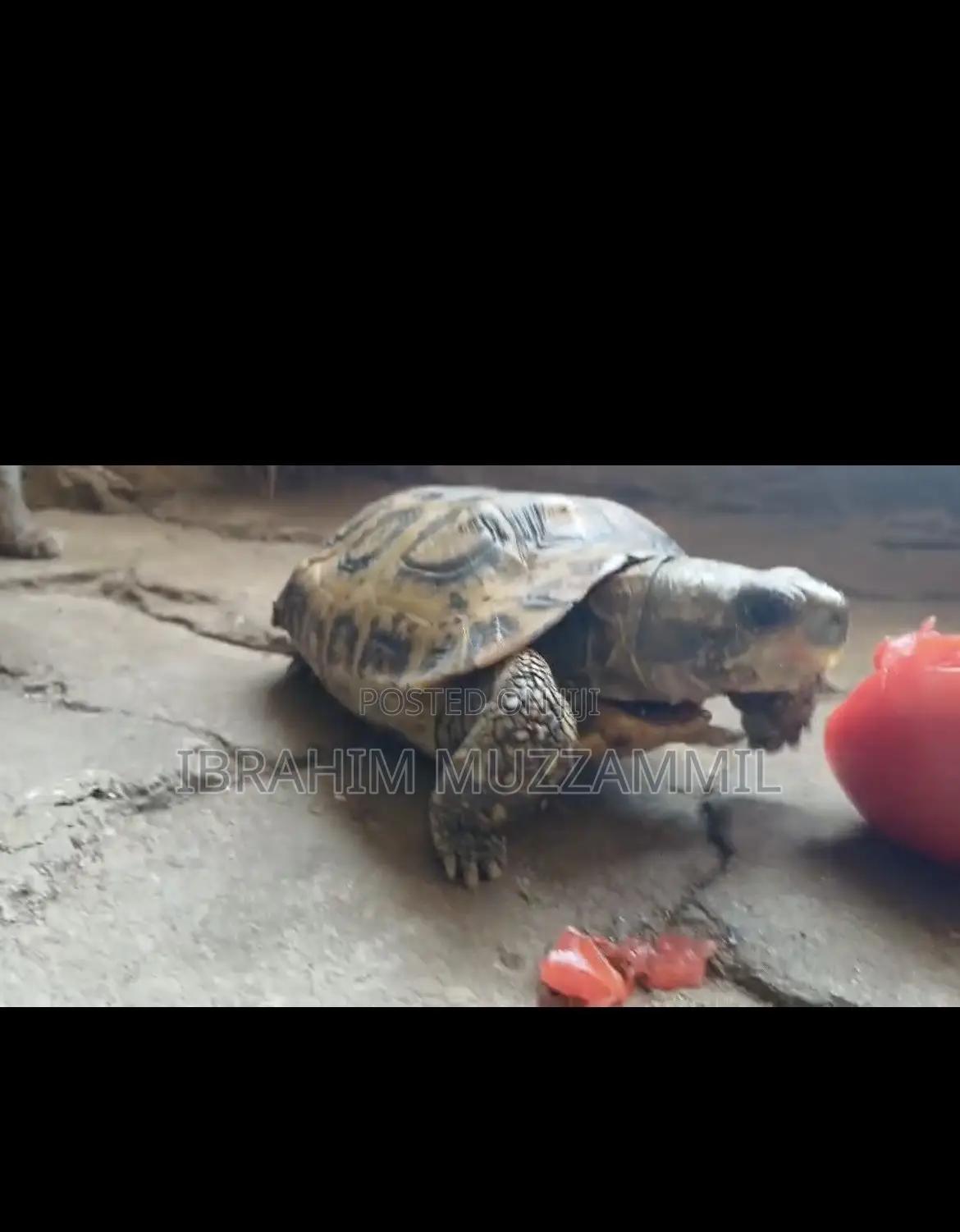Leopard Tort