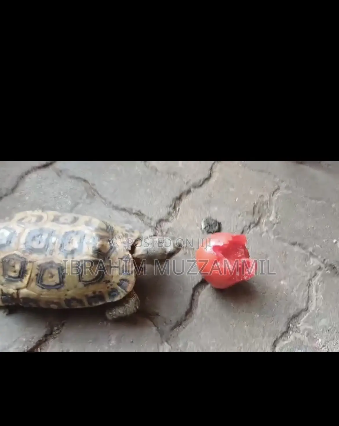 Leopard Tort