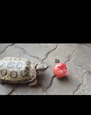 Leopard Tort