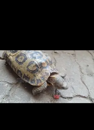 Leopard Tort