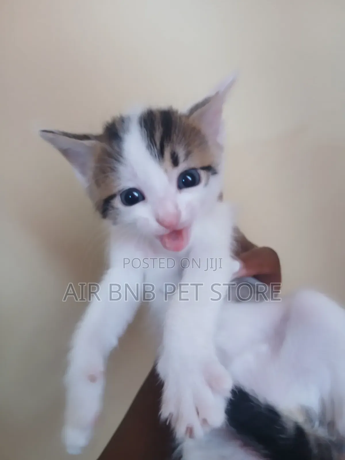 1-3 months Female Purebred American Curl