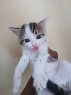 1-3 months Female Purebred American Curl