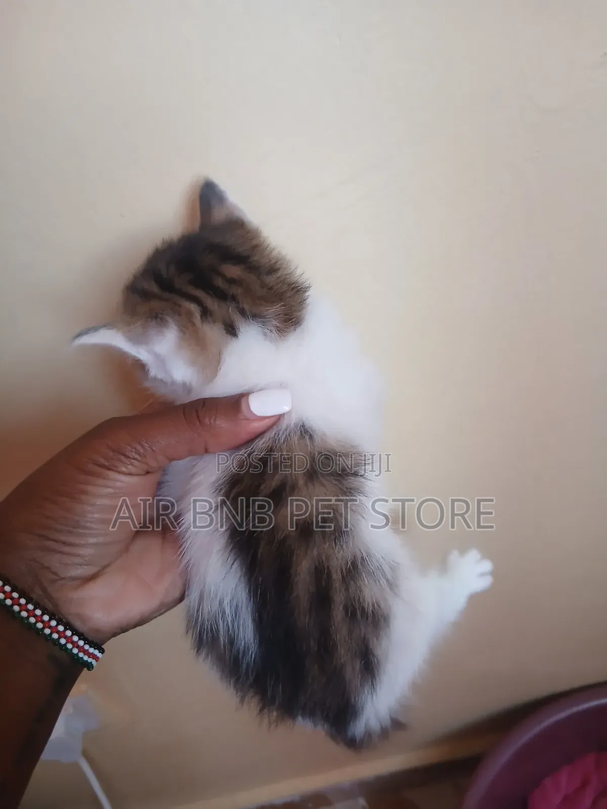 1-3 months Female Purebred American Curl