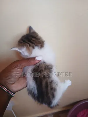 1-3 months Female Purebred American Curl
