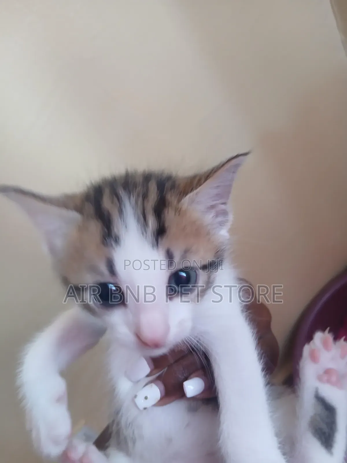 1-3 months Female Purebred American Curl