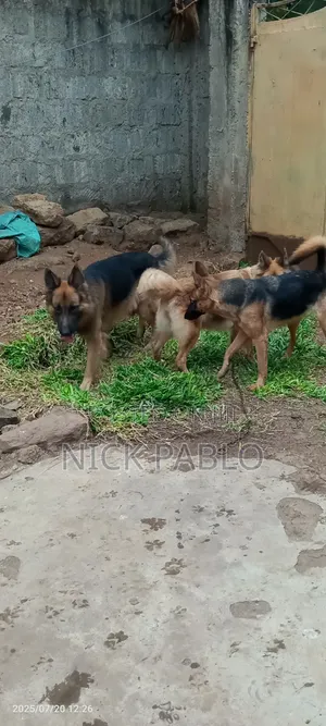 6-12 months Female Purebred German Shepherd