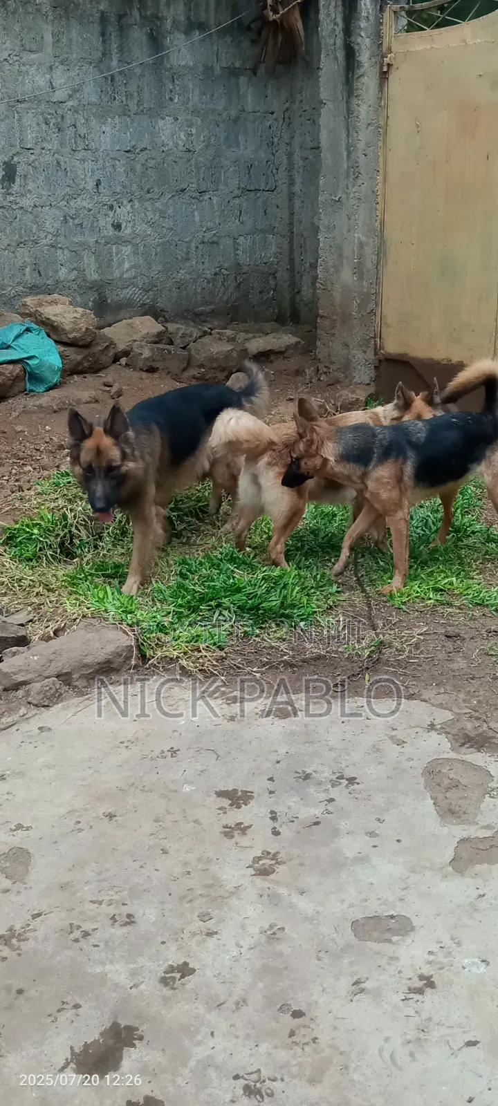 6-12 months Female Purebred German Shepherd