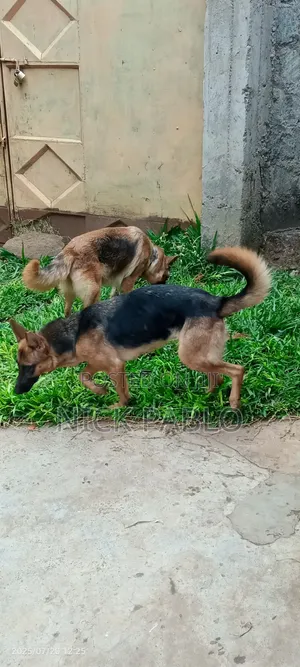 6-12 months Female Purebred German Shepherd