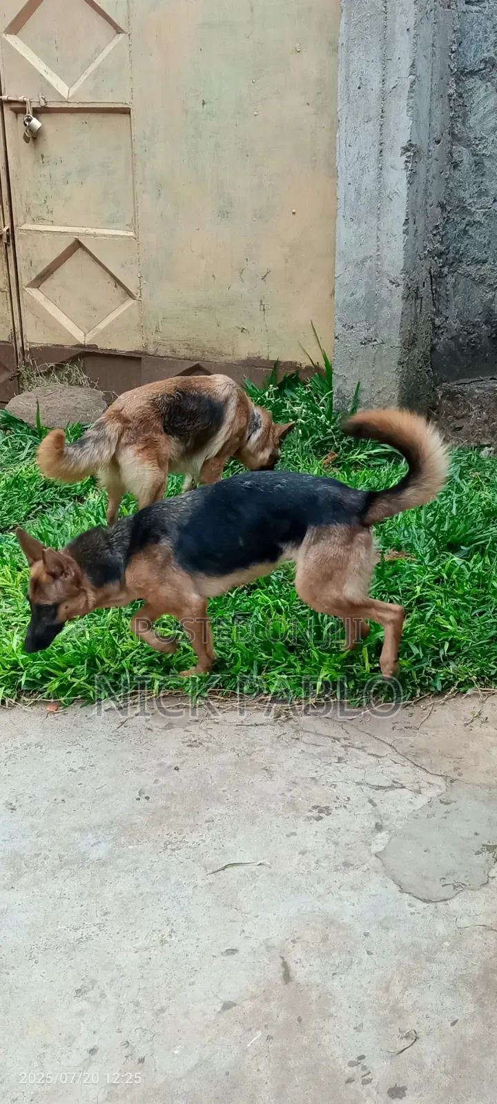 6-12 months Female Purebred German Shepherd