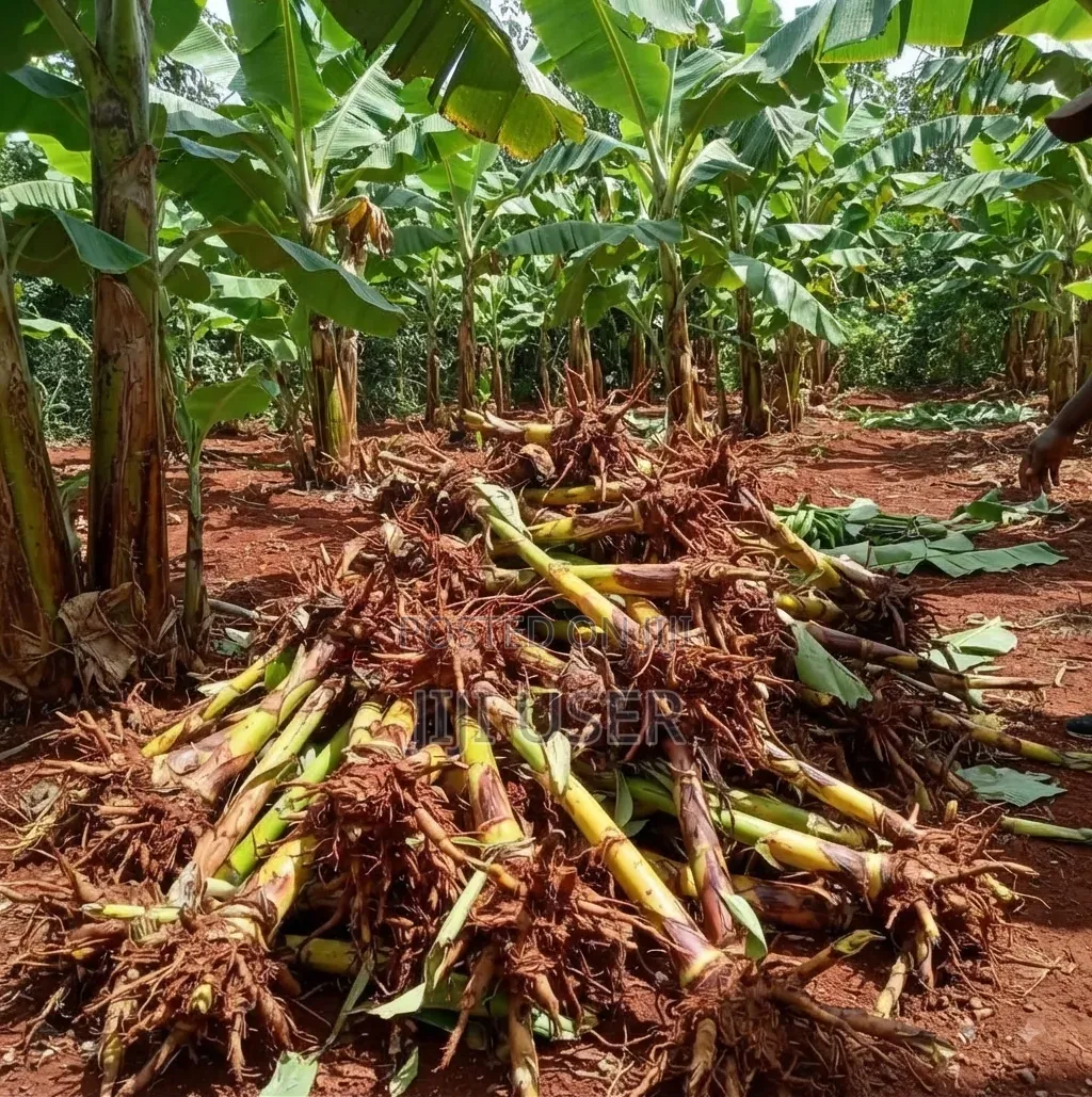 Plantains Suckers