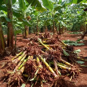 Plantains Suckers