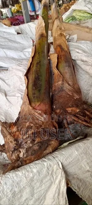 Plantains Suckers