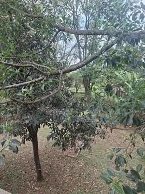 4bdrm House in Manyani, Muthangari for rent