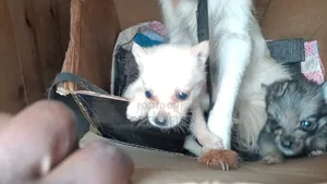1-3 months Female Mixed Breed Dog