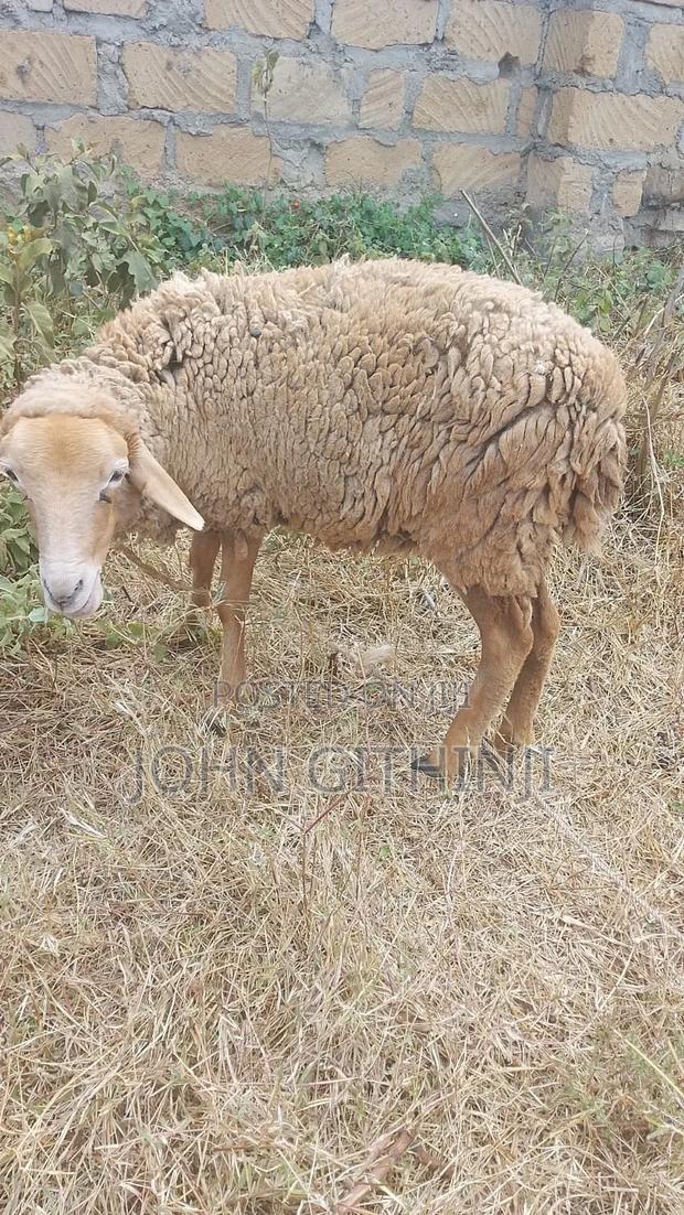 Sheep on Sale - main view