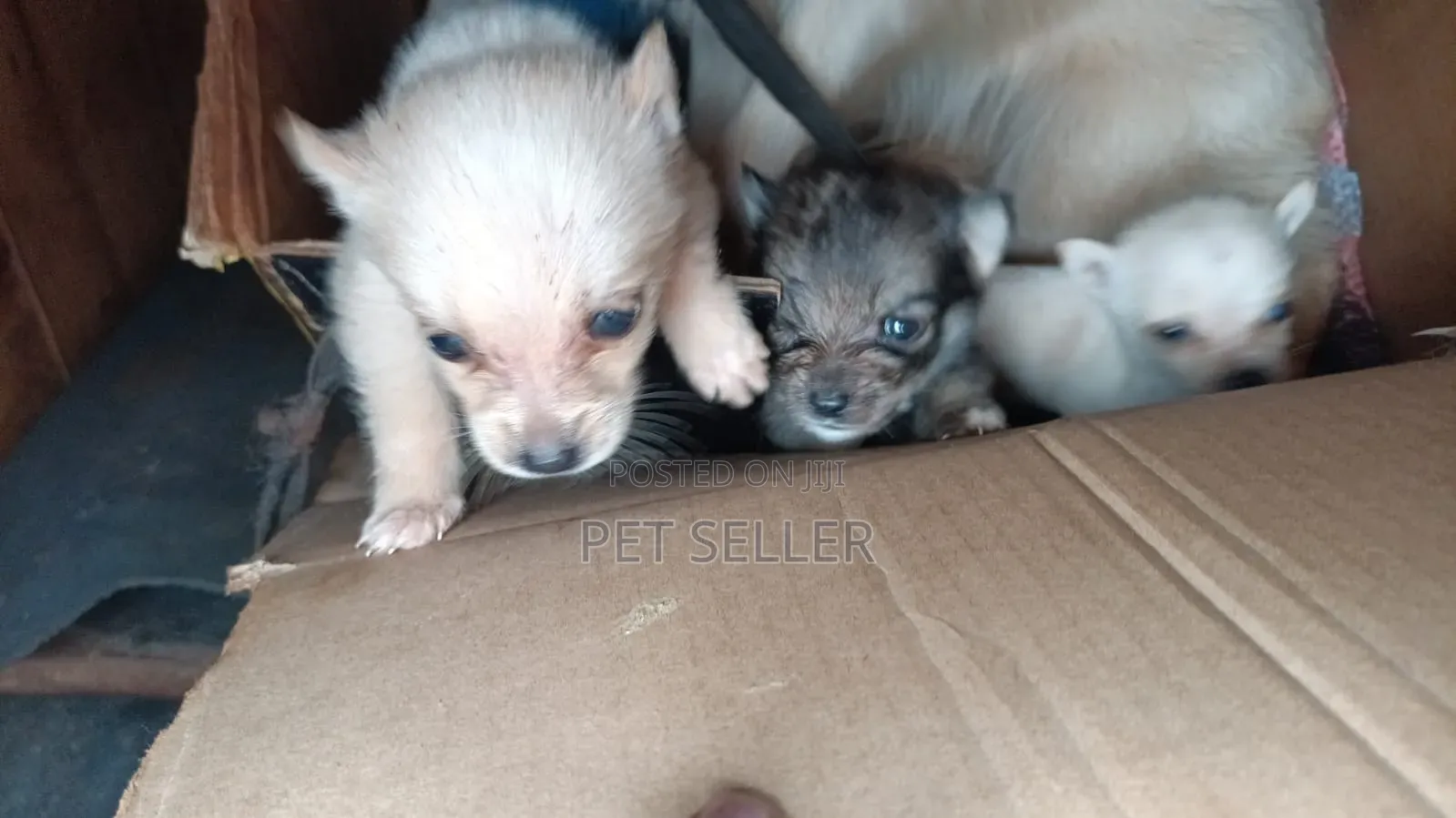 1-3 months Female Mixed Breed Dog