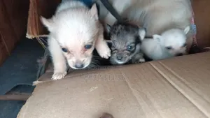 1-3 months Female Mixed Breed Dog