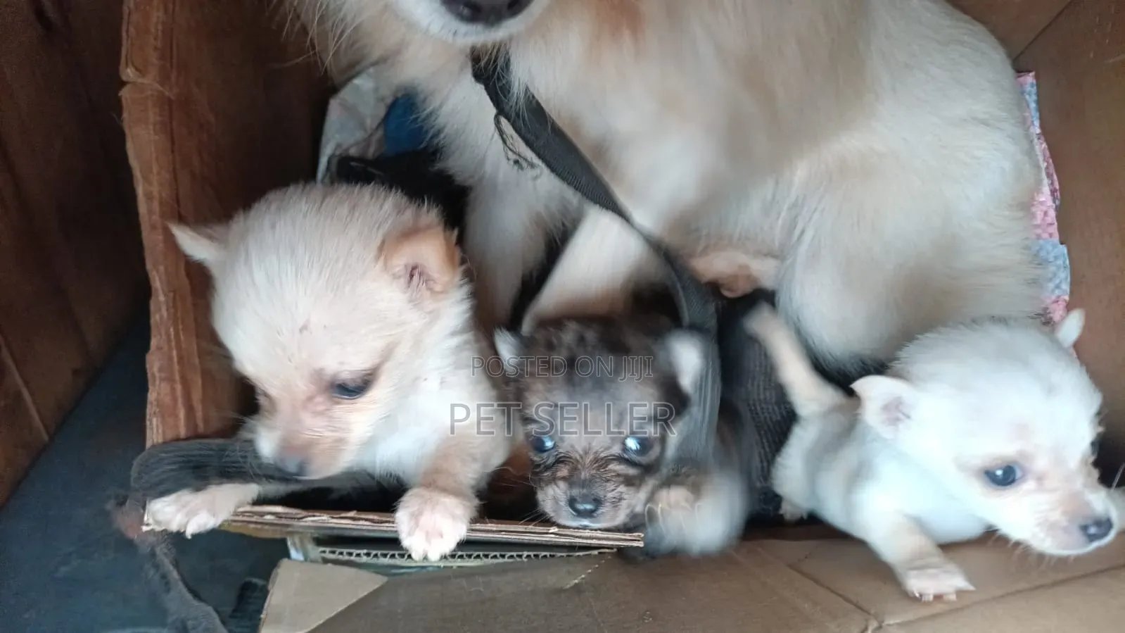 1-3 months Female Mixed Breed Dog