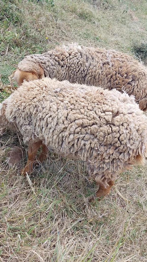 Sheep on Sale - thumbnail 2