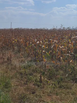 Residential Plots for Sale in Kiserian Along Pipeline Road