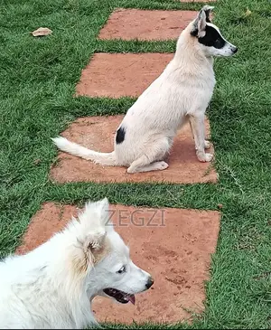 1+ year Male Mixed Breed Japanese Spitz
