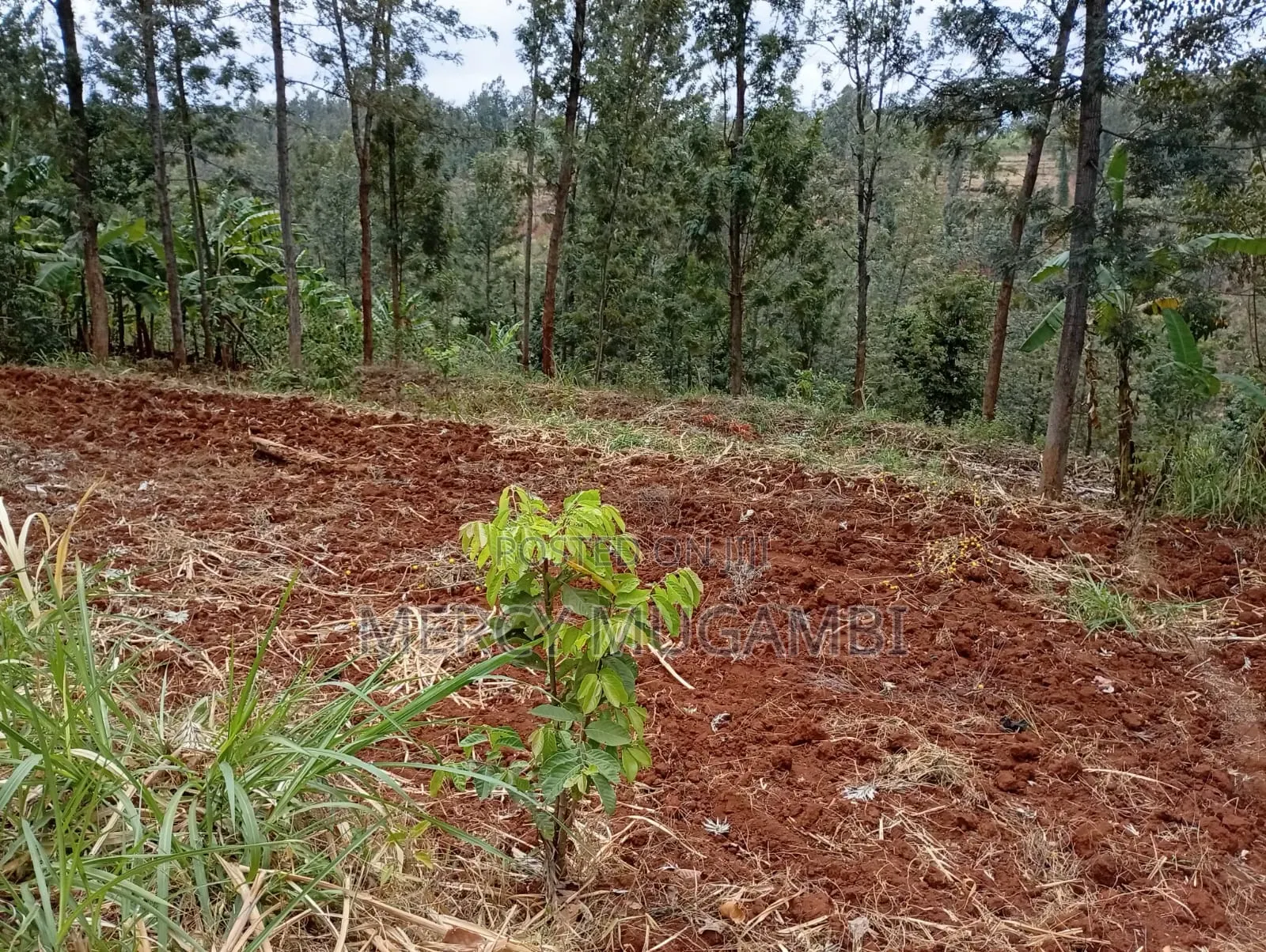 Am Selling a Half an Acre Piece of Land With a Title Deed