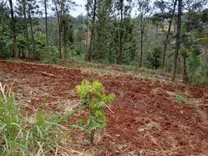 Am Selling a Half an Acre Piece of Land With a Title Deed