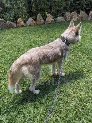 6-12 months Female Mixed Breed Siberian Husky