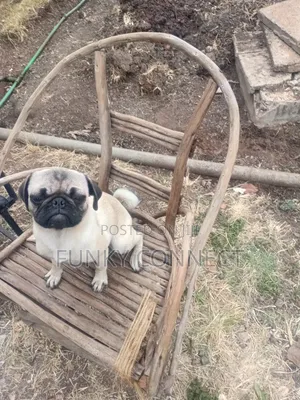 3-6 months Female Purebred Pug