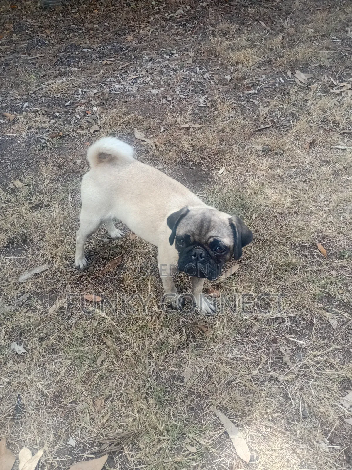 3-6 months Female Purebred Pug