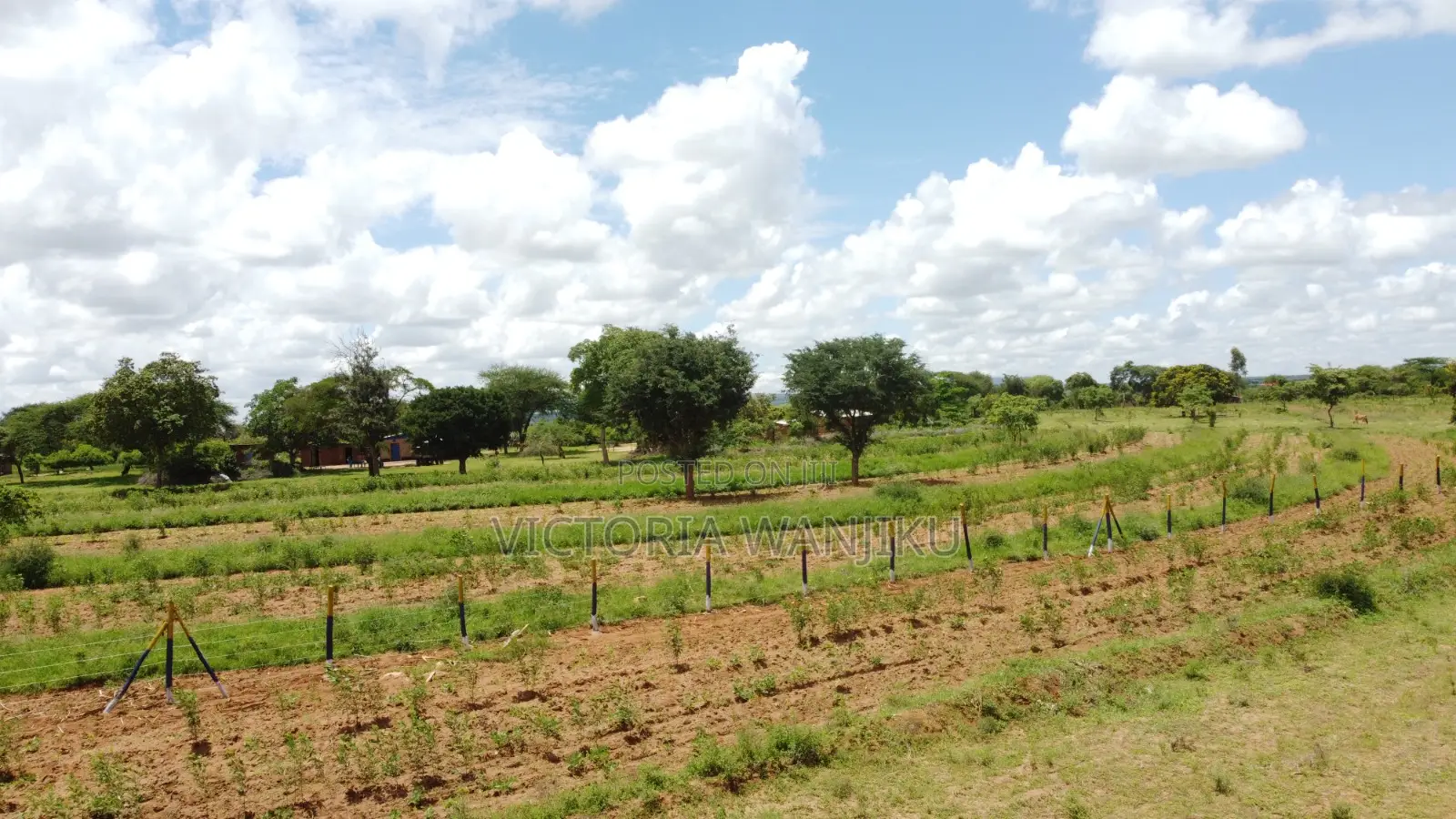 Matuu/ Kivandini 50*100