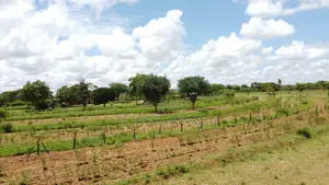 Matuu/ Kivandini 50*100