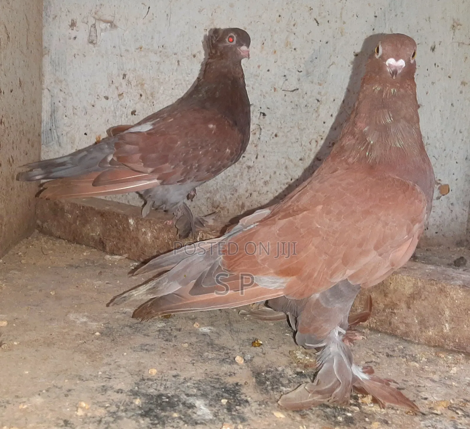 Vidomo Pair